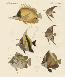 Schöne Fische