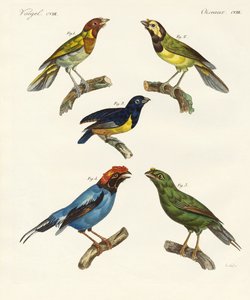 Schöne fremde Vögel