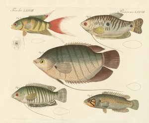 Schöne neue Fische