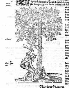 Biberjagd - in „De stirpium“ von Hieronimus Bock. 1572. von German School