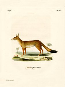 Bengalfuchs