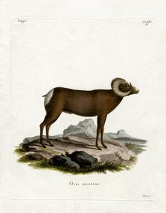 Dickhornschaf von German School