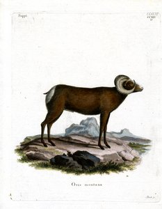 Dickhornschaf von German School