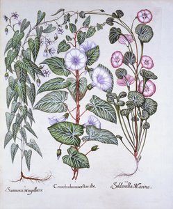 Winde, Hundsgift und Meereswinde, aus Hortus Eystettensis, von Basil Besler, 1613