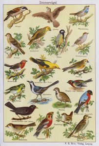 Vögel von German School