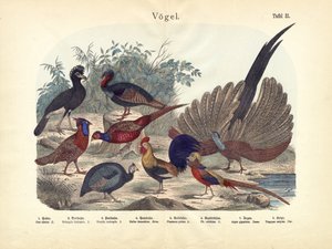 Vögel, um 1860 von German School