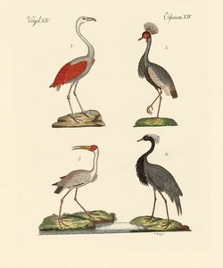Vögel aus heißen Ländern