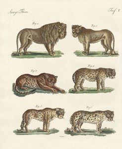 Beißende Tiere von German School