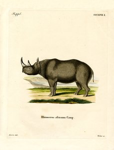 Schwarzes Nashorn von German School