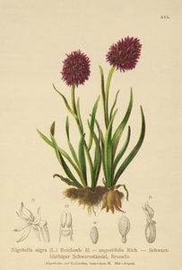 Schwarze Vanille-Orchidee