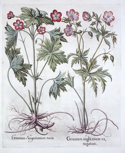 Blutroter Storchschnabel und Großer Storchschnabel, aus Hortus Eystettensis, von Basil Besler, veröffentlicht 1613