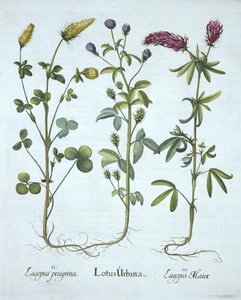 Blaue Troginella, Gelber Klee, Roter Waldklee, aus Hortus Eystettensis, von Basil Besler, veröffentlicht 1613