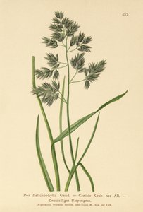 Rispengras (Poa distichophylla, Poa Cenisia, Poa contracta, Poa fontqueri, Poa oreophila, Poa psychrophila) von German School