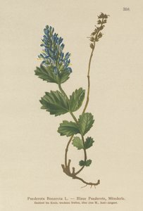 Bläuliche Paederota (Paederota Bonarota)
