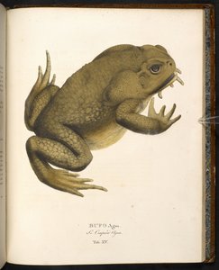 Bufo auga, die Aga-Kröte oder Riesenseekröte, aus 