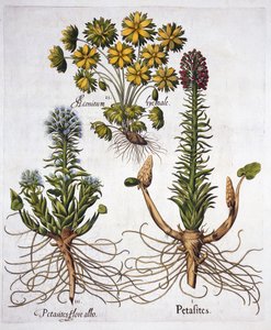 Pestwurz und Winterling, aus Hortus Eystettensis, von Basil Besler, veröffentlicht 1613