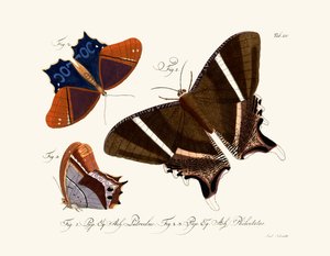 Schmetterlinge
