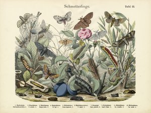 Schmetterlinge, um 1860