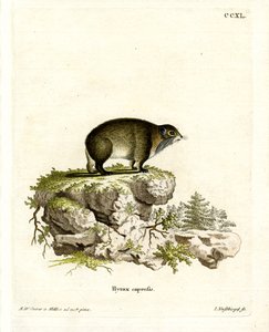 Kap-Klippschliefer