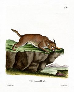 Karakal