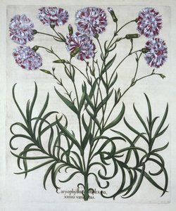 Nelke, aus Hortus Eystettensis, von Basil Besler (1561-1629), veröffentlicht 1613