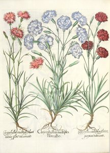 Nelken: 1. Caryophyllus multiplex flore albo; 2. Caryophyllus multiplex laciniosus flore incarnato; 3. Caryophyllus multiplex flore purpureo rubescente, aus dem Hortus Eystettensis von Basil Besler von German School