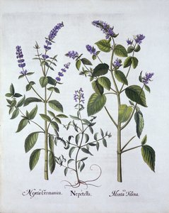 Katzenminze und Katzenkraut, aus Hortus Eystettensis, von Basil Besler (1561-1629), veröffentlicht 1613
