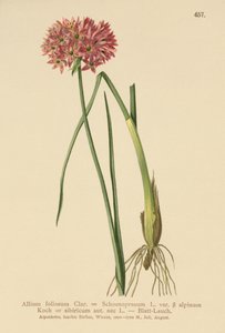 Schnittlauch (Allium foliosum, Allium Schoenoprasum var. alpinum, Allium sibiricum) von German School