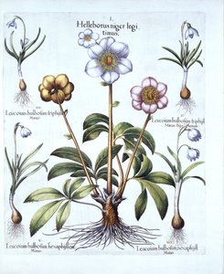Christrose und Schneeglöckchen-Variationen, aus Hortus Eystettensis, von Basil Besler, veröffentlicht 1613 von German School