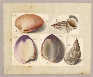 Muschel und Seeschnecke: Venus Mercenaria Linnaei, Buccino glacioli Linnaei, 1785