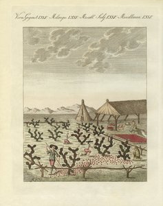 Sammeln von Cochenillen von German School