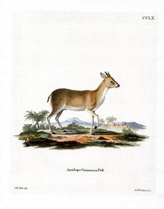 Gewöhnlicher Duiker