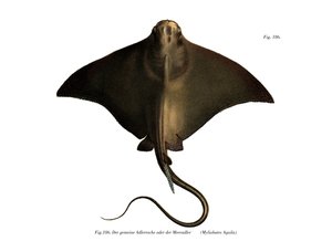 Adlerrochen