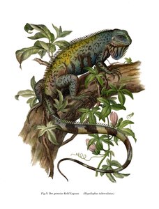 Gewöhnliche Leguan von German School