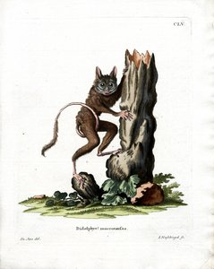 Gemeine Mausbeutelratte von German School