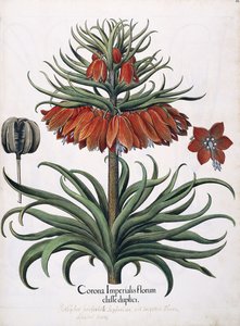 Corona Imperialis Florum, 1613 von German School