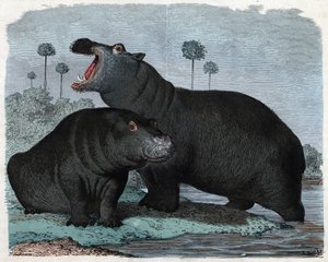Flusspferdpaar. In „Wenn Jemand eine Reise tut, so kann er was erzählen“, deutsche Erzählung von Franz Wiedemann