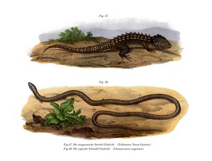 Krokodil-Skink