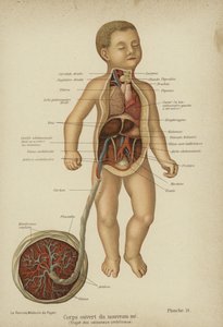 Schnittdiagramm, das die inneren Organe eines Neugeborenen und seine Nabelschnur zeigt von German School