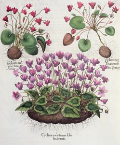 Alpenveilchen: 1. Cyclamen serotinum foliis hederaceis; 2. Cyclaminus longius radicatus Camerarii; 3. Cyclamen vulgare Panis porcinus, aus dem Hortus Eystettensis von Basil Besler, veröffentlicht 1613 (Gravur) von German School