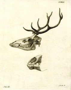 Hirschgeweihe