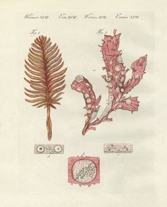 Verschiedene Arten von Zoophyten oder Zierpflanzen von German School