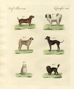 Verschiedene Arten von Hunden von German School