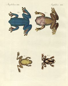 Verschiedene Arten ausländischer Baumfrösche (Farbstich)