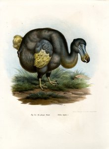 Dodo, 1864 von German School
