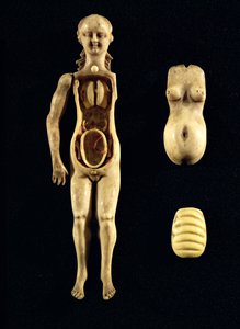 Puppe, die die Anatomie des menschlichen Körpers zeigt von German School