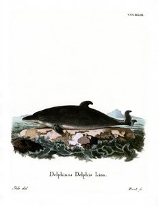 Delfin