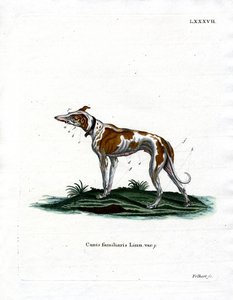 Haushund von German School