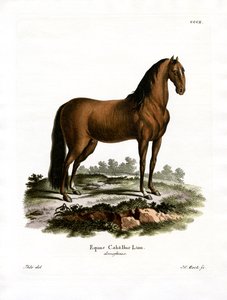Hauspferd von German School