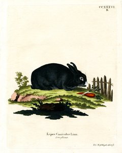 Hauskaninchen